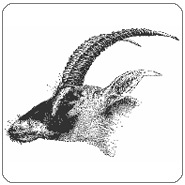 kosher animals