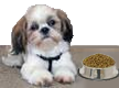 Passover Pet Food